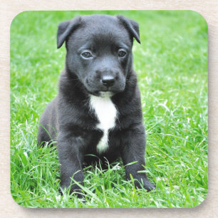 Totally Adorable Puppy Coaster