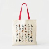 36 races de pigeon