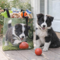 Amoureux de chien border collie mignon