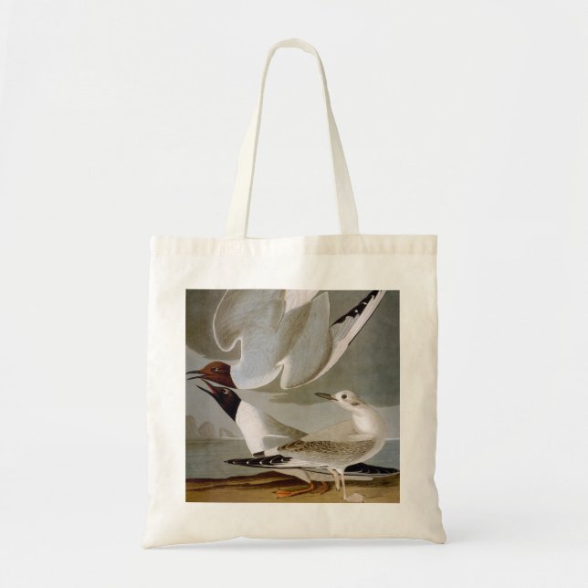 Tote Bag Audubon : La mouette de Bonaparte (Devant)