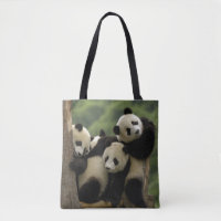 Bébés de panda géant Ailuropoda melanoleuca)