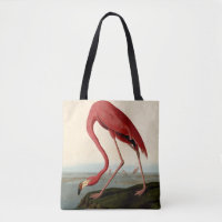 Flamant rose américain d'Audubon