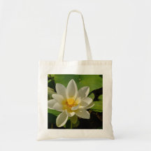 Fleurs de Lotus blancs dans un étang