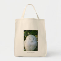 Hibou des neiges