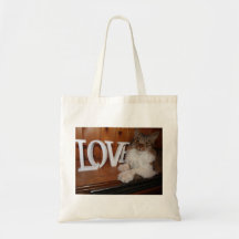 Maine Coon Chat amour