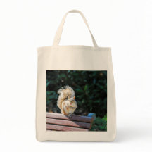 Un bel écureuil à DC