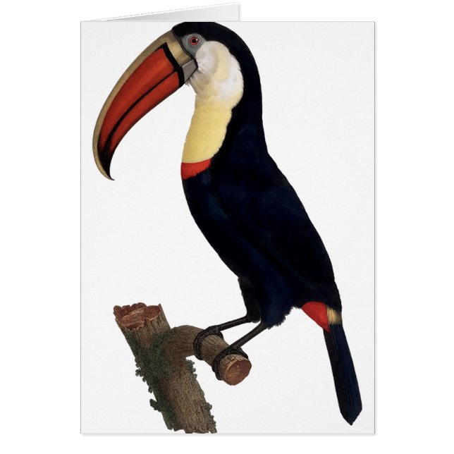 Toucan (Devant)