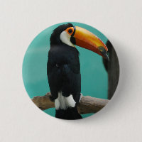 Toucan