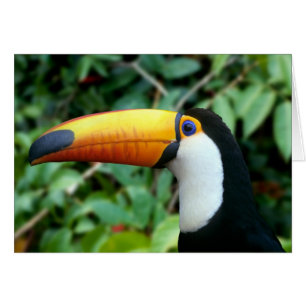 Toucan à bec jaune