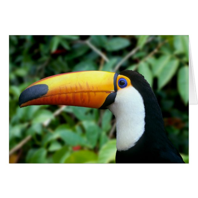 Toucan à bec jaune (Devant horizontal)