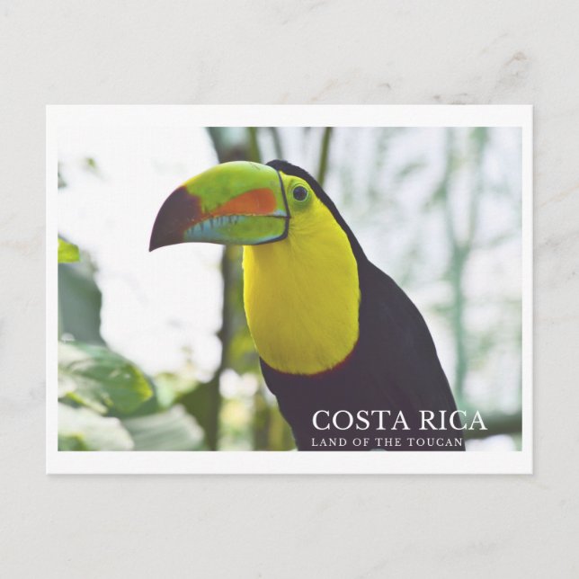 Toucan au Costa Rica carte postale souvenir (Devant)