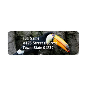 Toucan avec la baie