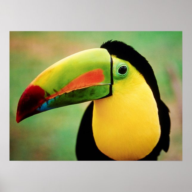 Toucan Bird Wild Nature Colourful Photography Poster (Front)
