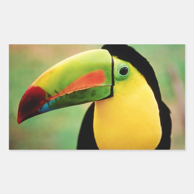 Toucan Bird Wild Nature Colourful Photography Sticker (Front)