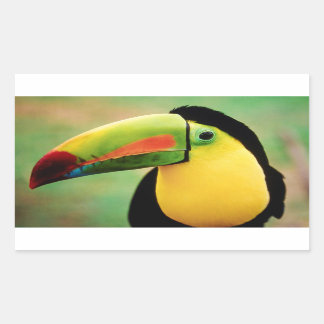 Toucan Bird Wild Nature Colourful Photography Sticker