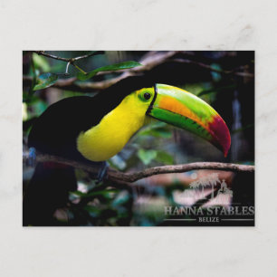 Toucan in Belize Postcard