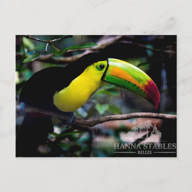 Toucan in Belize Postcard (Front)