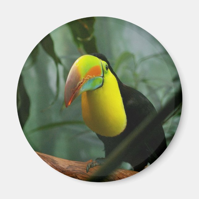 Toucan Magnet (Front)