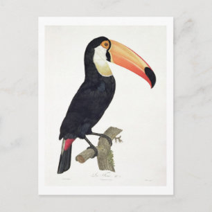 Toucan No.2, from 'History of the Birds of Paradis Postcard