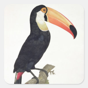 Toucan No.2, from 'History of the Birds of Paradis Square Sticker