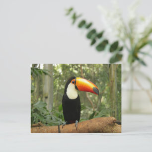 Toucan on tree branch postcard
