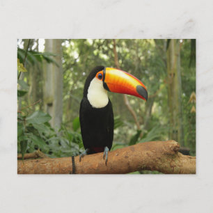 Toucan on tree branch postcard