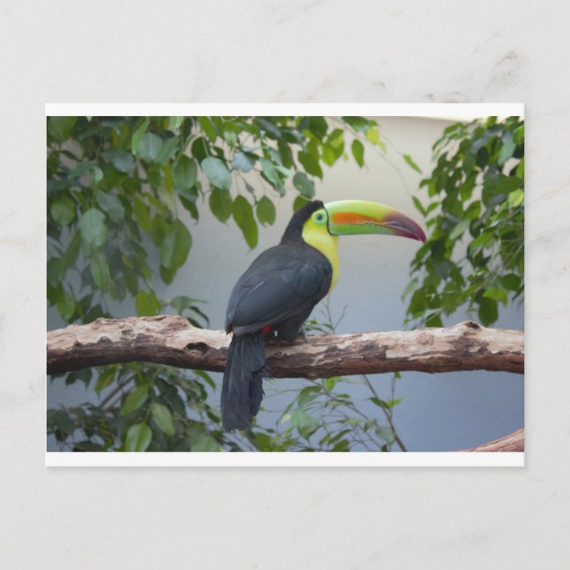 Toucan Photo Postcard (Front)