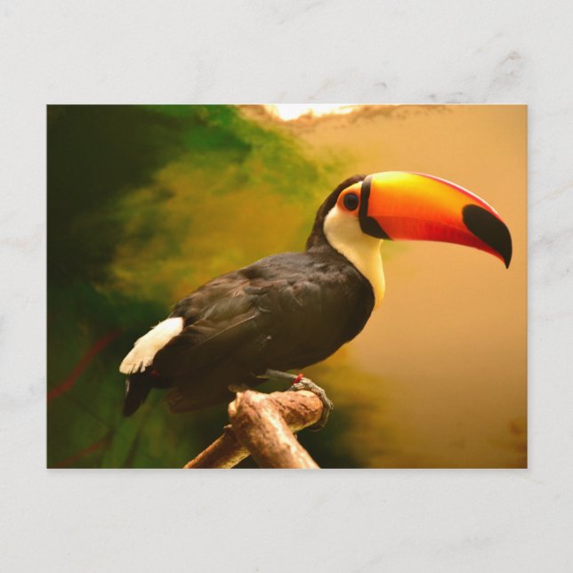 Toucan Postcard (Front)