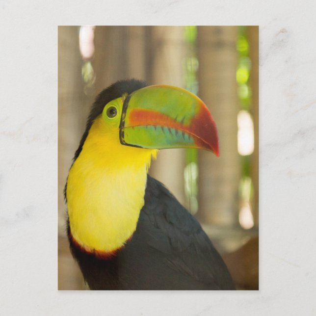 toucan postcard (Front)