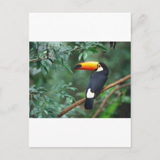 Toucan Postcard