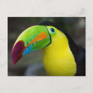 Toucan Postcard