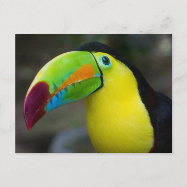Toucan Postcard (Front)