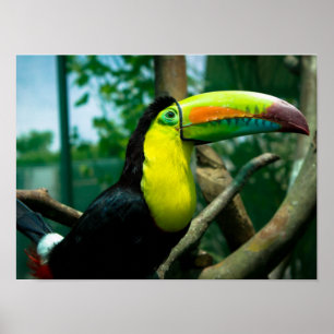Toucan Poster