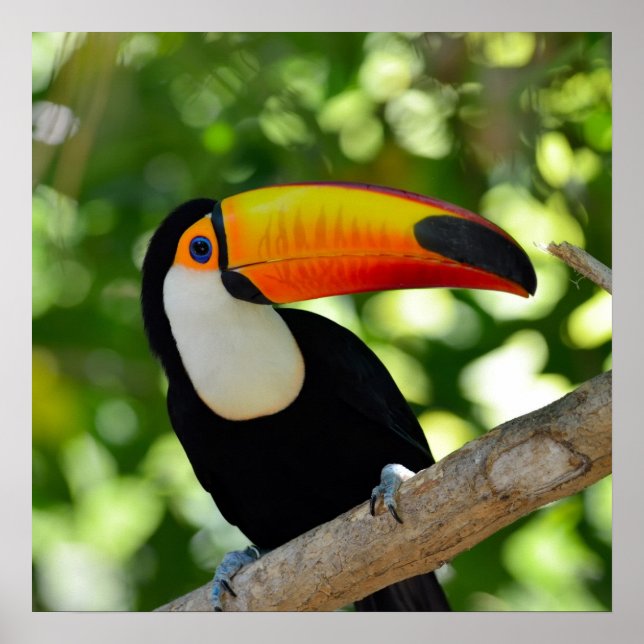 Toucan Poster (Front)
