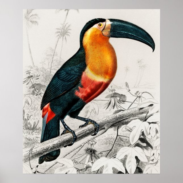 Toucan Ramphastos Illustration Vintage Art Print (Front)