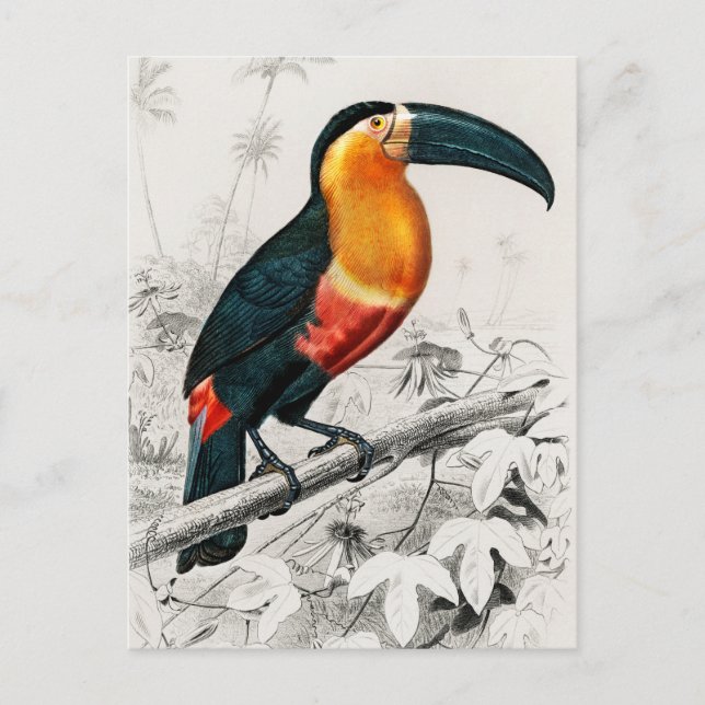 Toucan Ramphastos Illustration Vintage Art Print Postcard (Front)