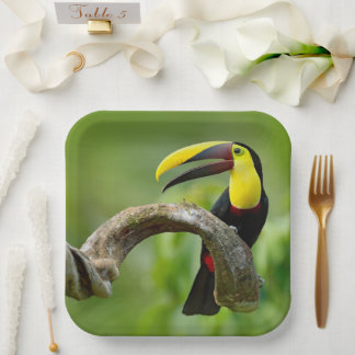 Toucan sitting on the branch in the forest paper plate