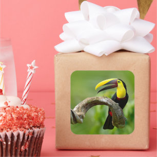 Toucan sitting on the branch in the forest square sticker