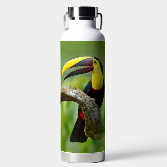 Toucan sitting on the branch in the forest water bottle (Front)