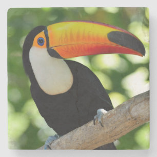 Toucan Stone Coaster