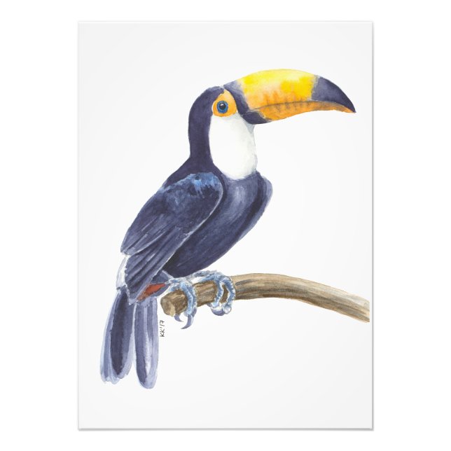 Toucan, tropical bird photo print (Front)
