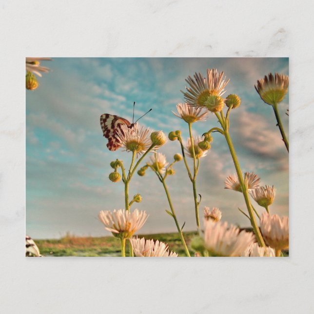 Touch of Magic  Dust From Oz Postcard (Front)