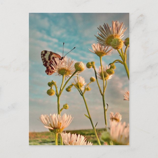 Touch of Magic  Dust From Oz Postcard (Front)