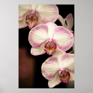 Touch of Pink - Orchids Poster