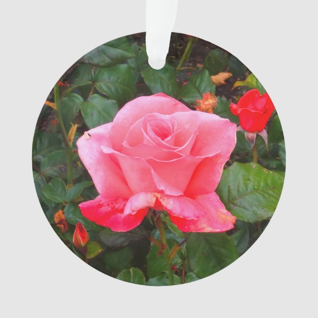 Touche du Rose de classe #1 Ornament (devant)