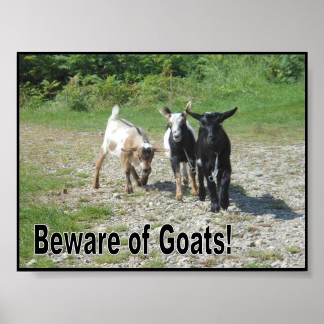 Tough Nigerian Dwarf Goats Poster (Front)