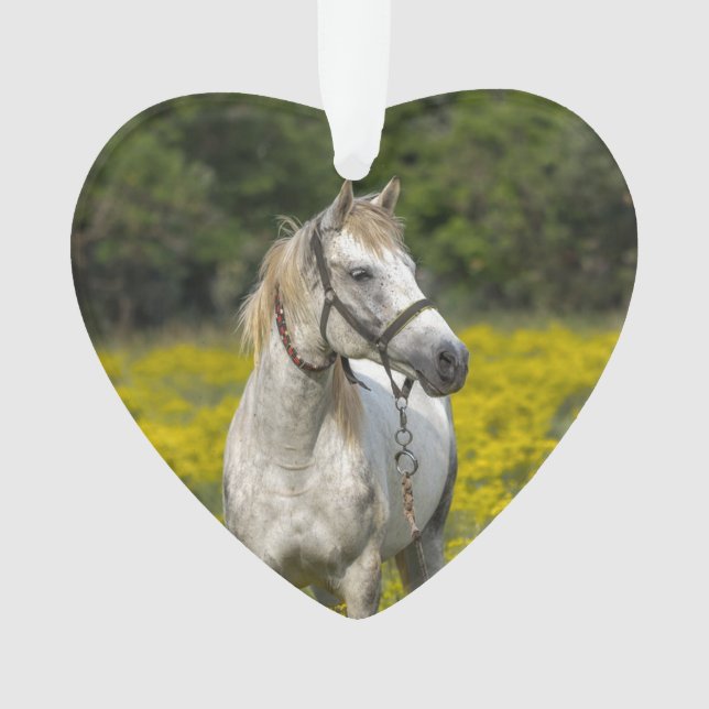 Toujours dans nos coeurs, Cheval Souvenir (devant)