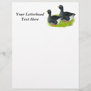 Toulouse Dewlap Geese