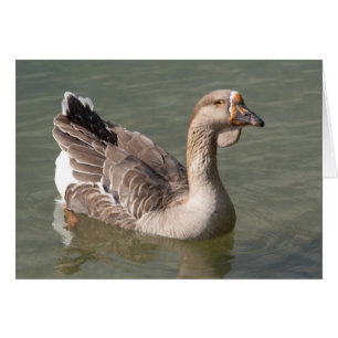 Toulouse Goose