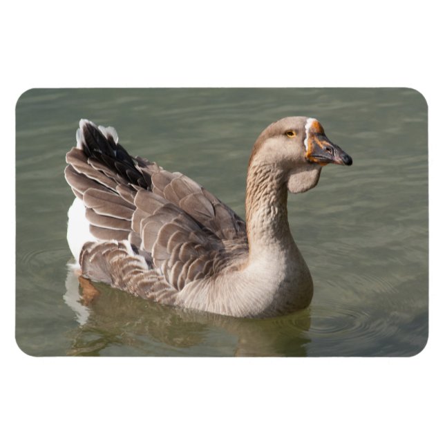 Toulouse Goose Magnet (Horizontal)